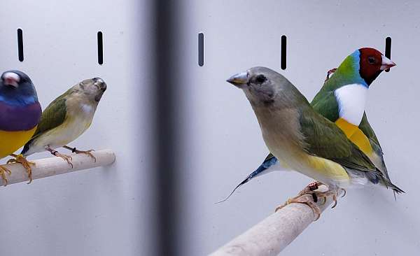 young-adult-black-bird-for-sale
