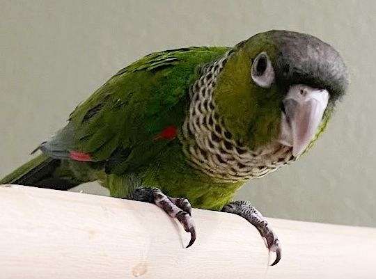 black-capped-conure-for-sale-in-mansfield-tx