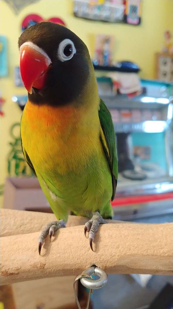 yellow-exotic-tame-bird-for-sale