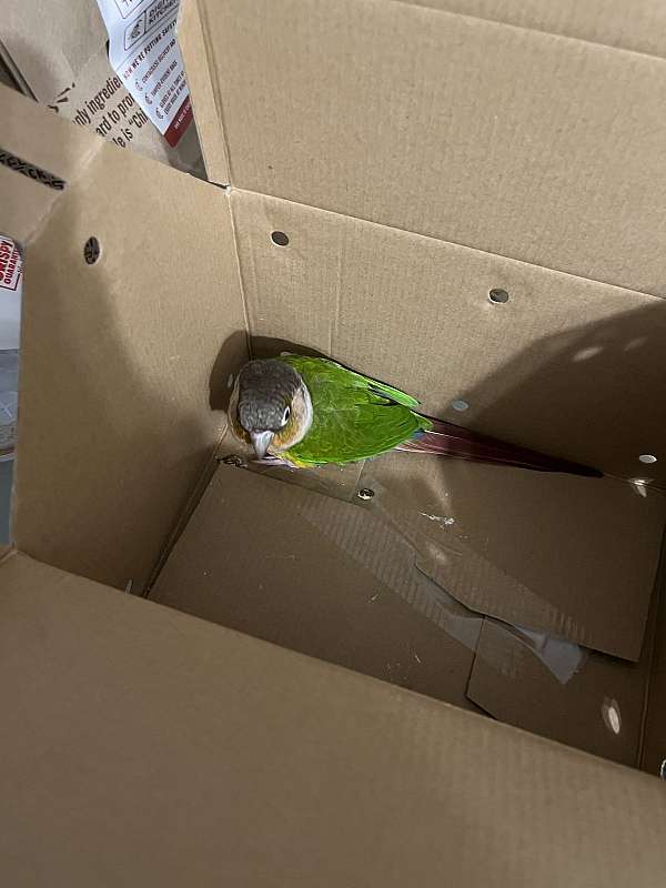 green-cheek-conure-for-sale-in-fort-wayne-in