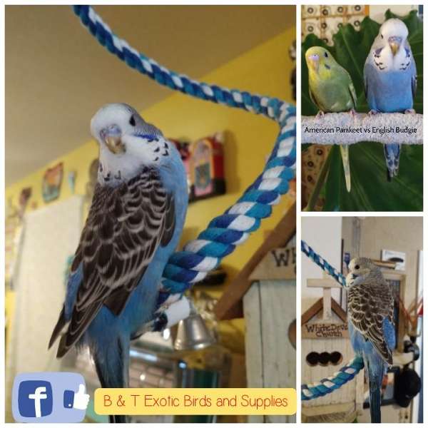 playful-tame-bird-for-sale-in-arlington-tx