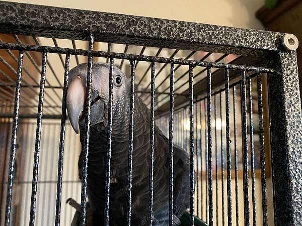 african-grey-parrot-for-sale-in-mina-sd
