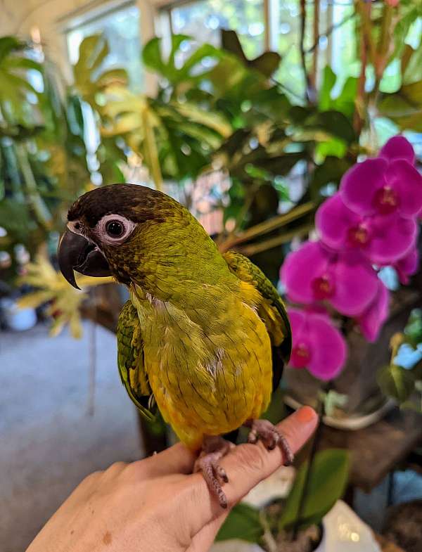 conure-for-sale-in-idaho-falls-id