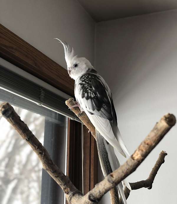 cockatiel-for-sale-in-stevens-point-wi