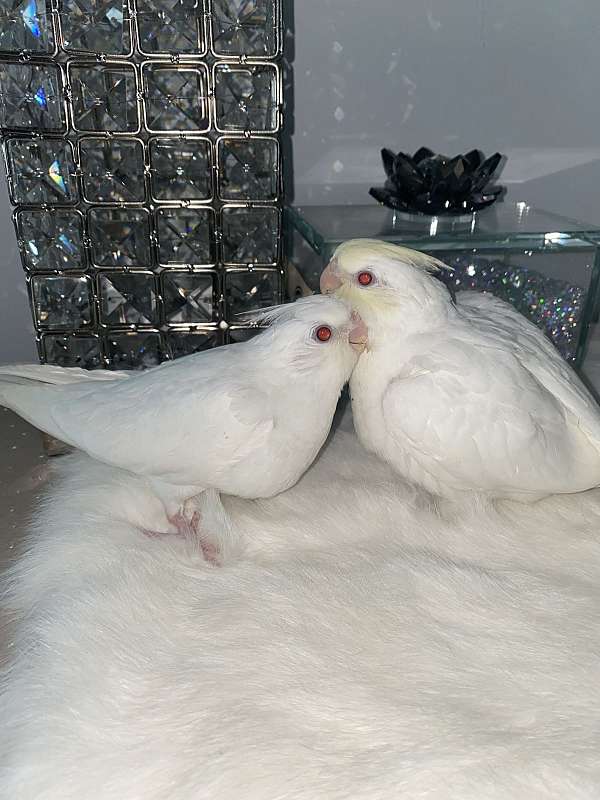 albino-handfed-rare-bird-for-sale