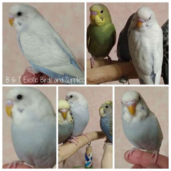 parakeet-for-sale