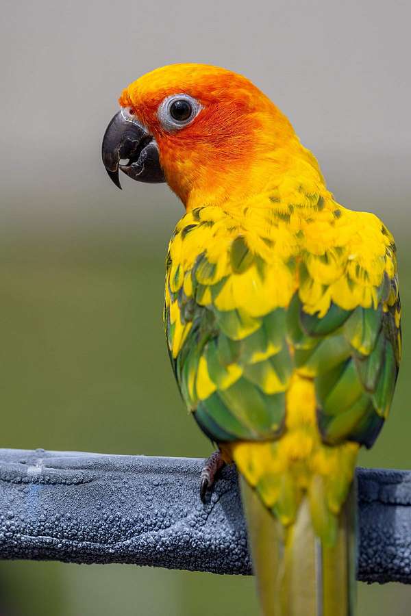 sun-conure-for-sale-in-lancaster-oh