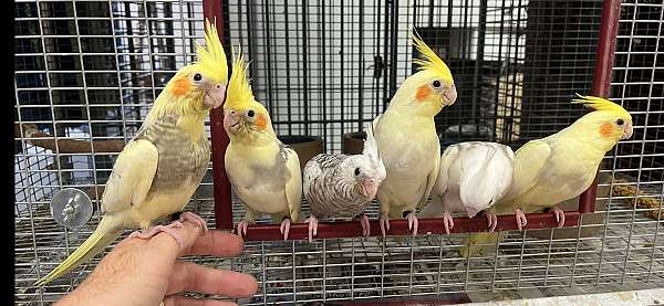 bird-parrot-for-sale-in-dundee-fl