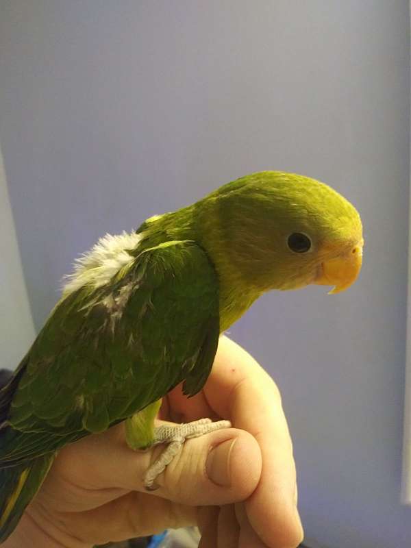 plum-head-parakeet-for-sale-in-lynchburg-va