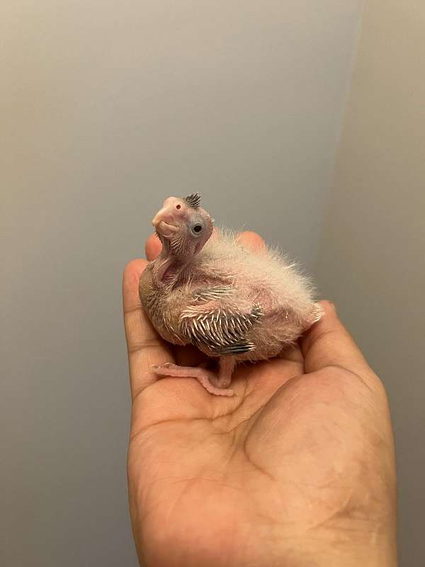 baby-young-bird-for-sale-in-vincentown-nj