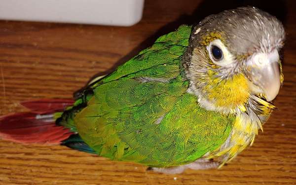 green-yellow-bird-for-sale