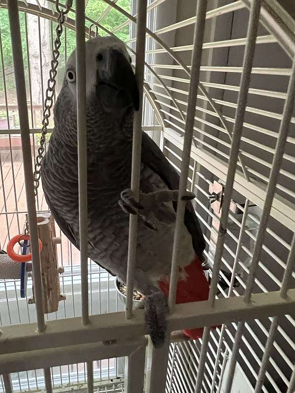 african-grey-parrot-for-sale-in-mountainside-nj