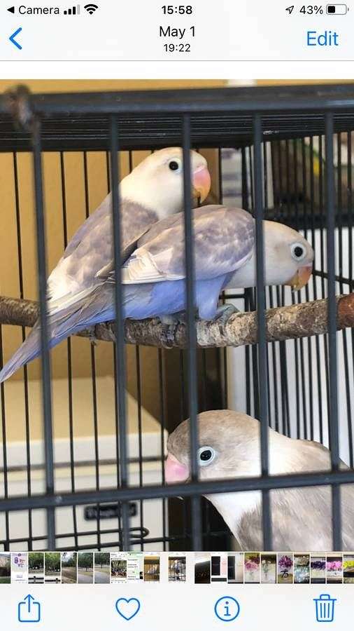 Lovebirds for Sale