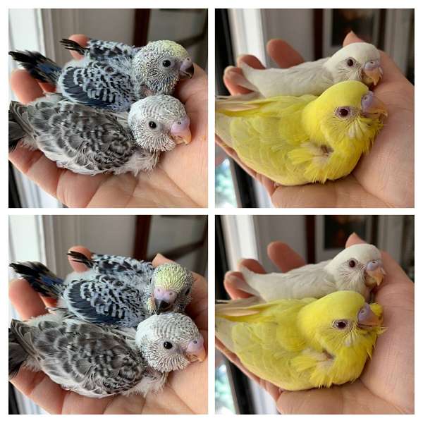 cute-pet-budgerigar-parakeet-for-sale