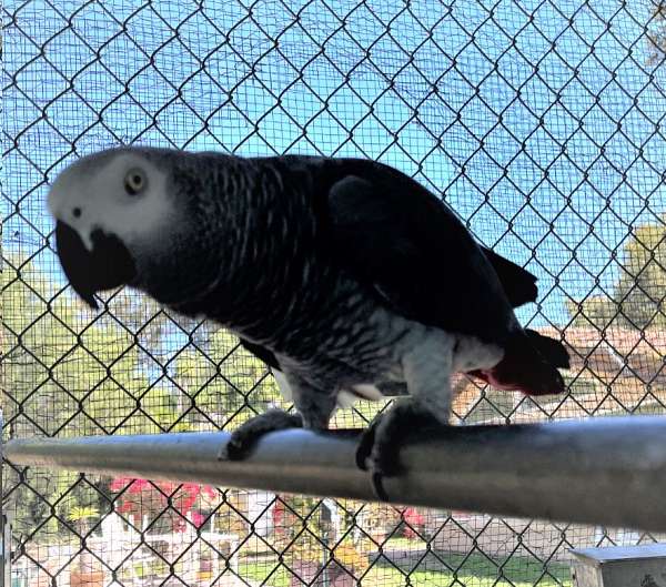 congo-african-grey-parrot-for-sale-in-rancho-santa-fe-ca