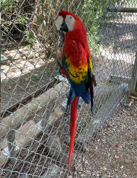 scarlet-macaw-for-sale-in-rancho-santa-fe-ca