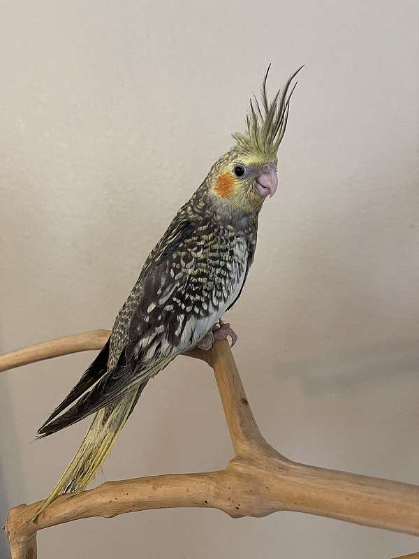 playful-tame-bird-for-sale-in-irving-tx
