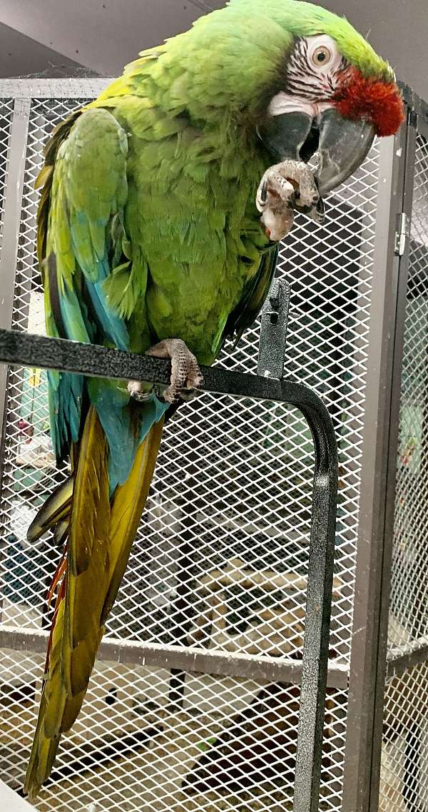 military-macaw-for-sale