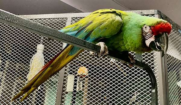 adult-military-macaw-for-sale