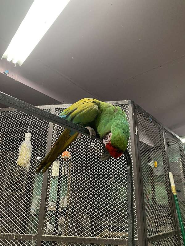 macaw-military-macaw-for-sale