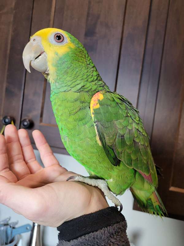 double-yellow-head-amazon-parrot-for-sale-in-eau-claire-wi