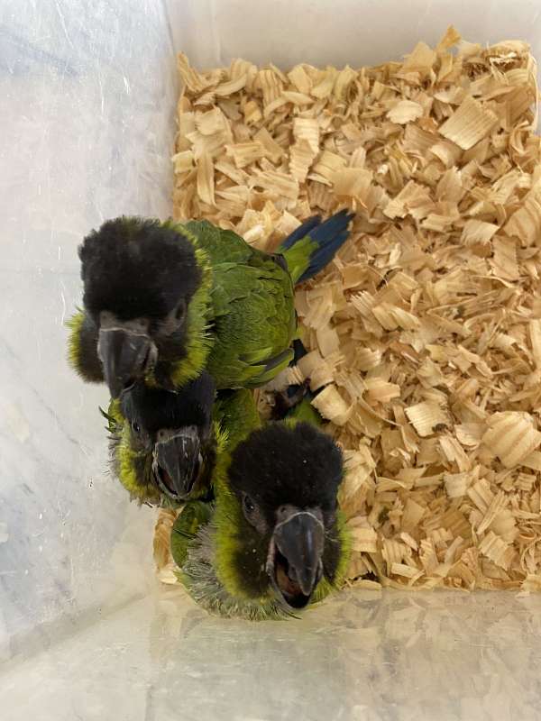 conure-for-sale