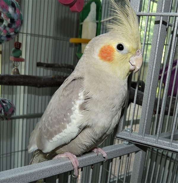 cockatiel-for-sale