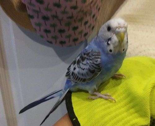 aggressive-budgerigar-parakeet-for-sale