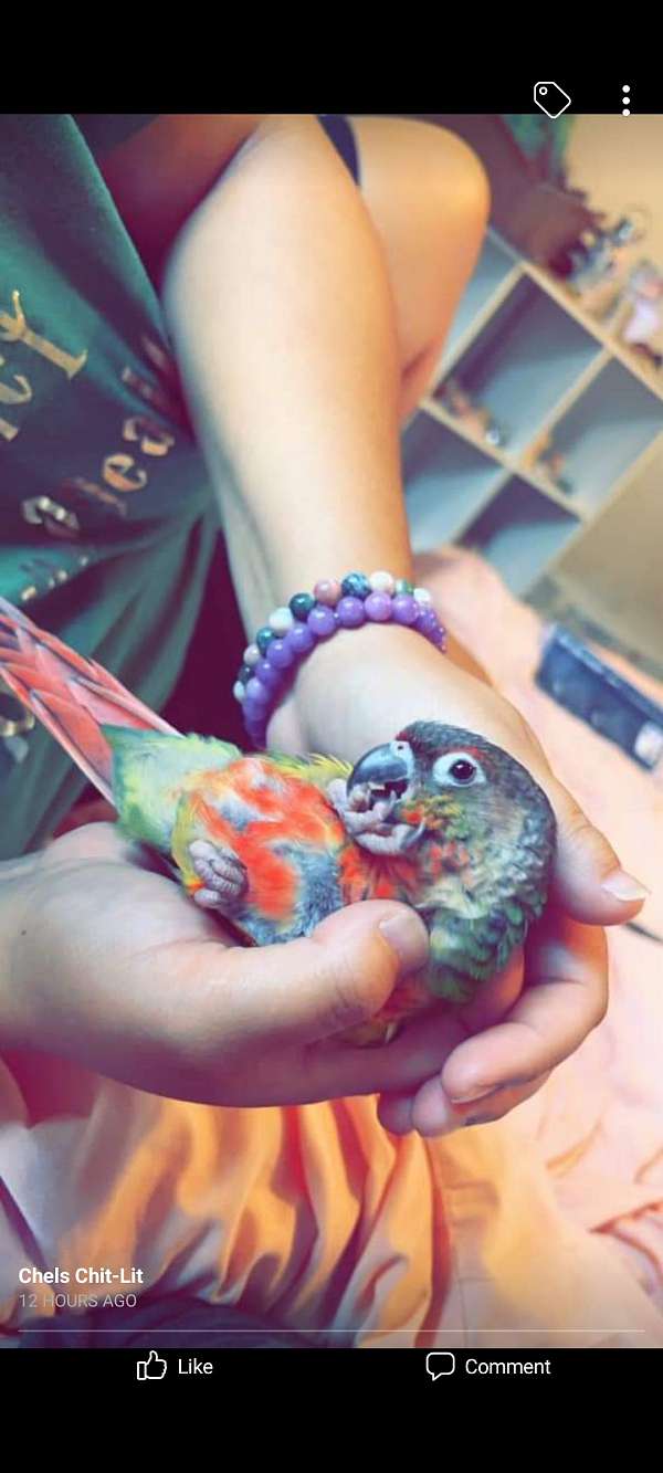 small-green-cheek-conure-for-sale