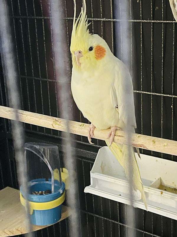 white-yellow-bird-for-sale-in-orlando-fl