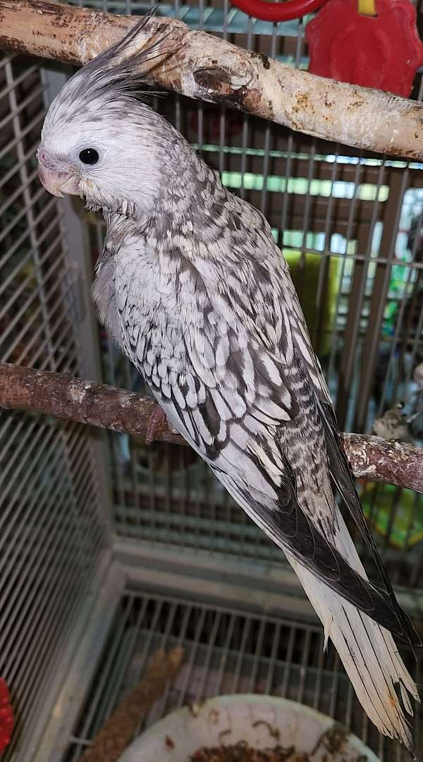 cockatiel-for-sale-in-chestertown-md