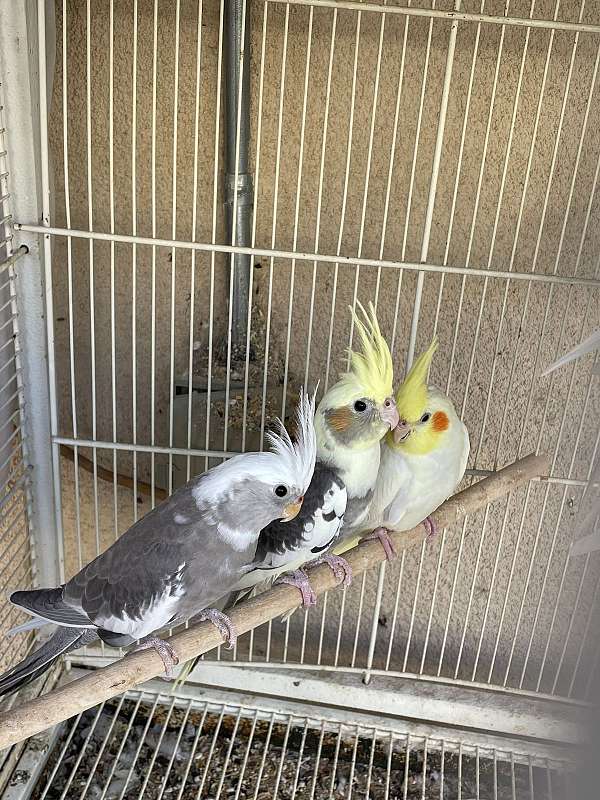 young-bird-for-sale-in-whittier-ca