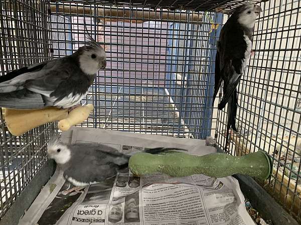 pearl-bird-for-sale-in-center-valley-pa