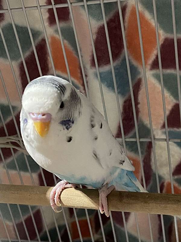 budgerigar-parakeet-for-sale