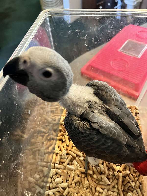 congo-african-grey-parrot-for-sale-in-lake-worth-fl