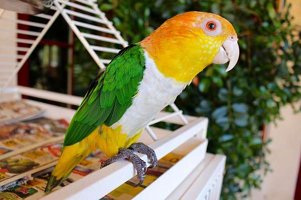 caique-for-sale-in-temecula-ca