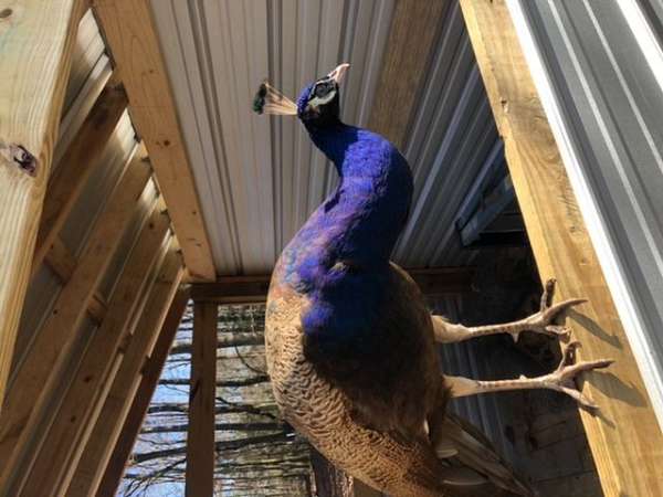peacock-for-sale-in-guntersville-al