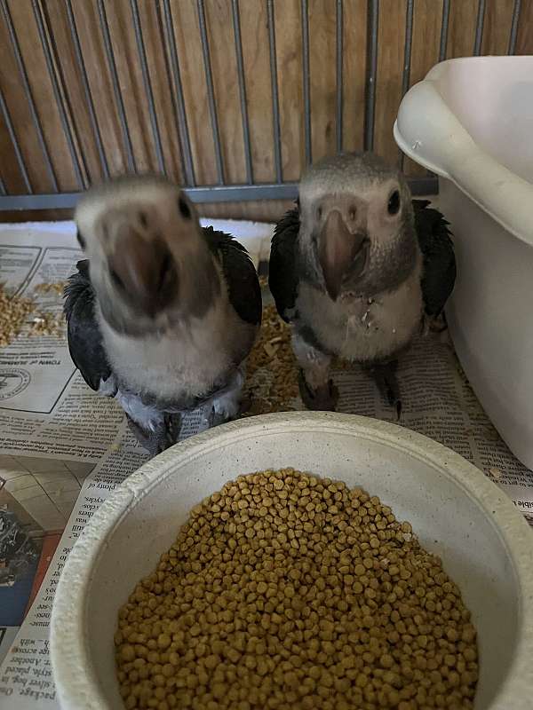 timneh-african-grey-parrot-for-sale