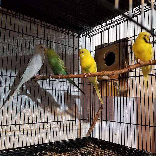 exotic-bird-for-sale-in-harrisburg-pa