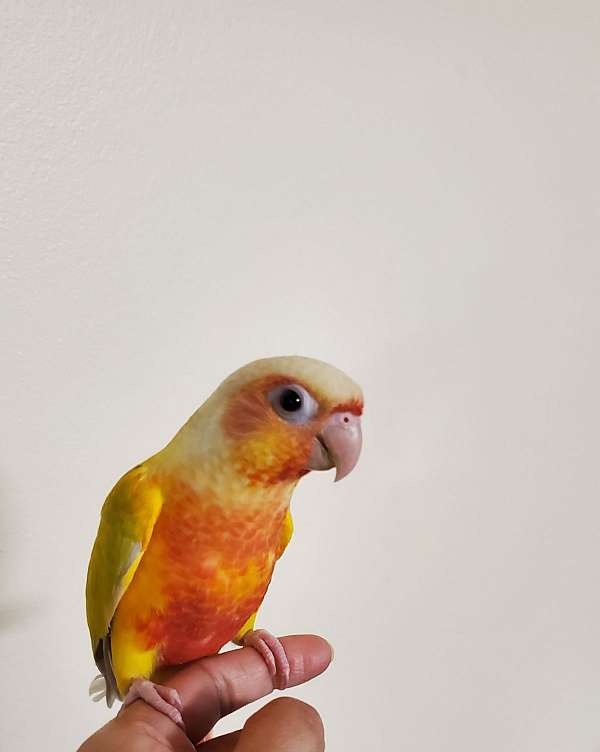 Sun Cheek Conure (Hand Raised) for sale $500