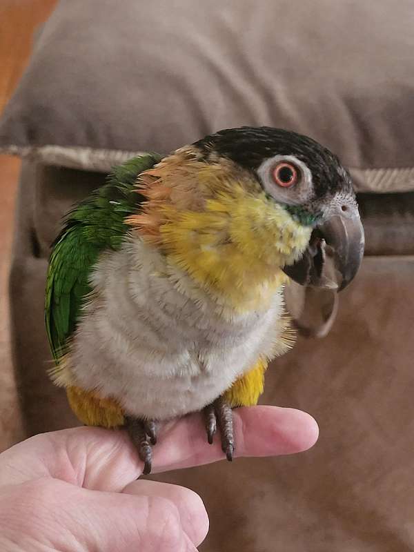 black-headed-caique-for-sale-in-manchester-nh