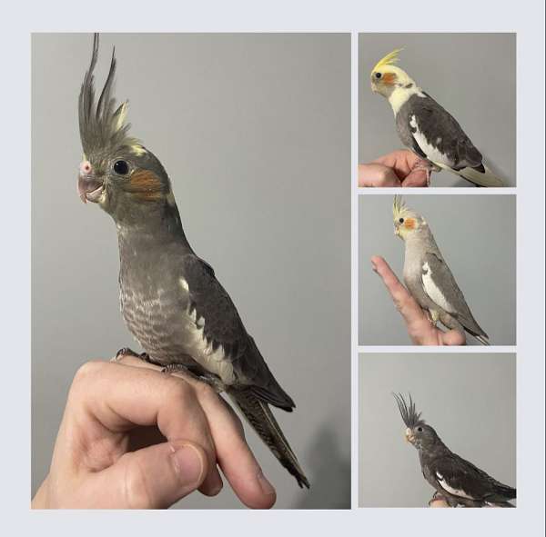 handfed-bird-for-sale-in-alabama