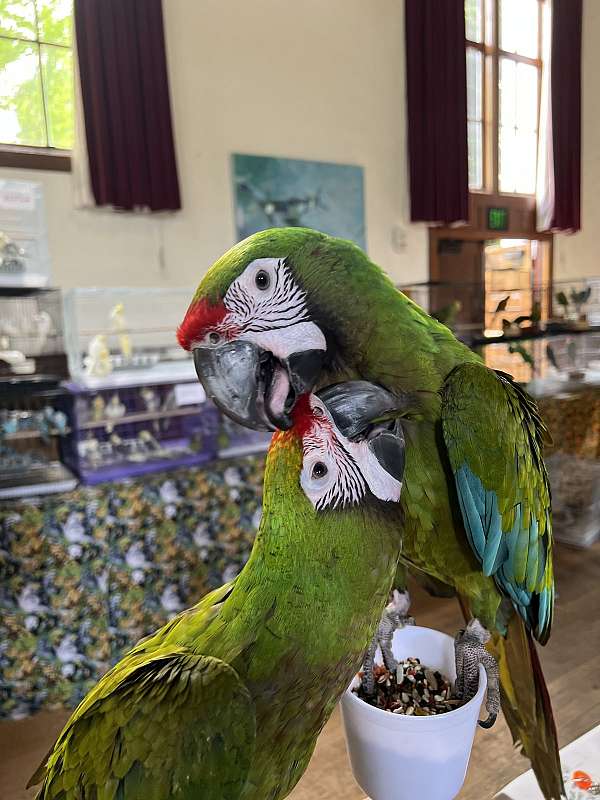 military-macaw-for-sale-in-los-angeles-ca