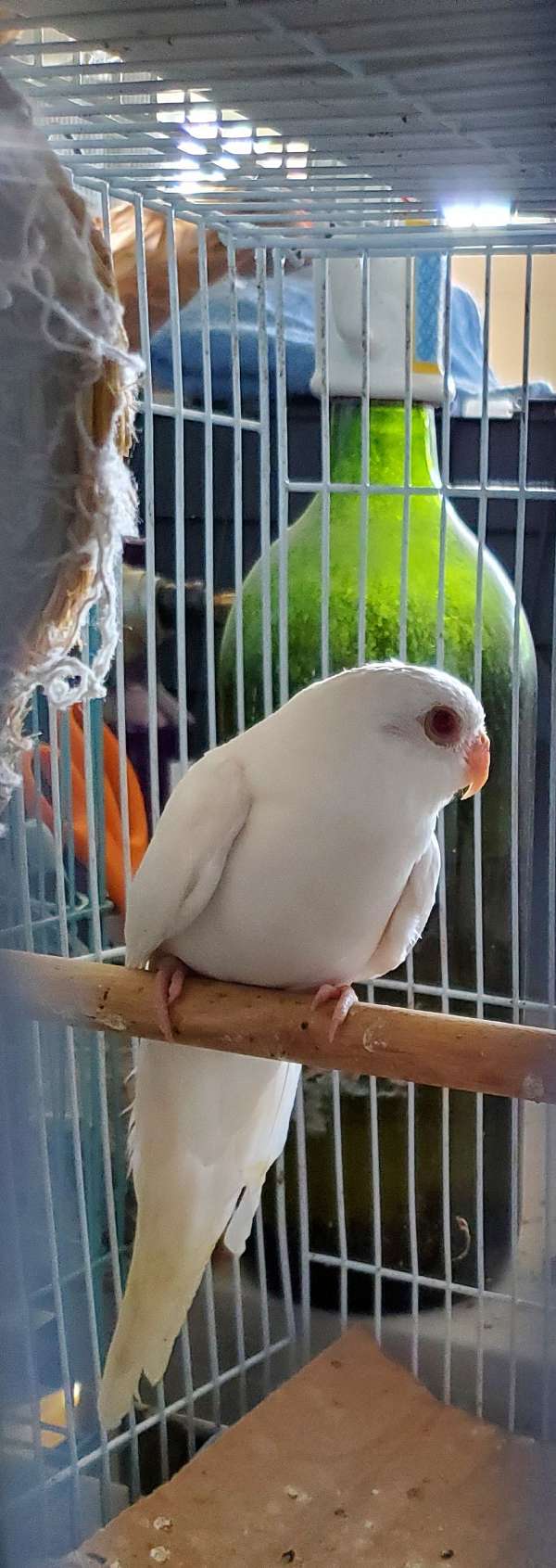albino-blue-parakeet-for-sale