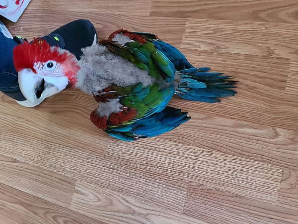 green-wing-macaw-for-sale-in-farragut-tn