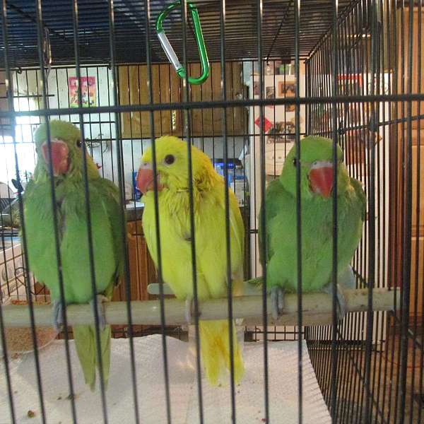 parakeet-for-sale