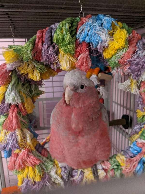 Galah Cockatoo