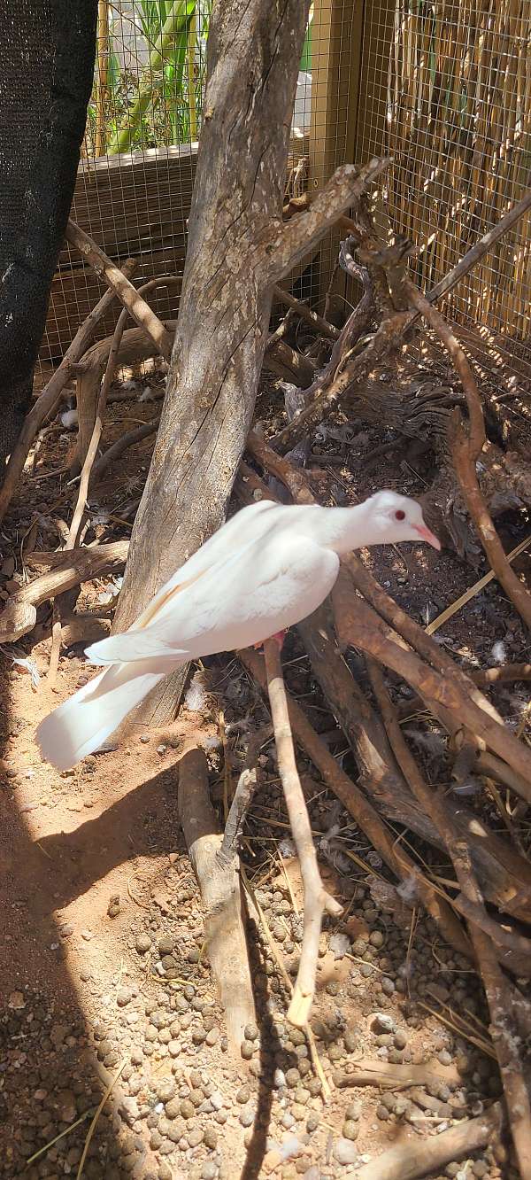 ringneck-dove-for-sale-in-marana-az