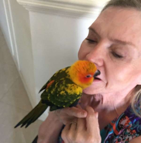 Special Pricing on Sun Conure