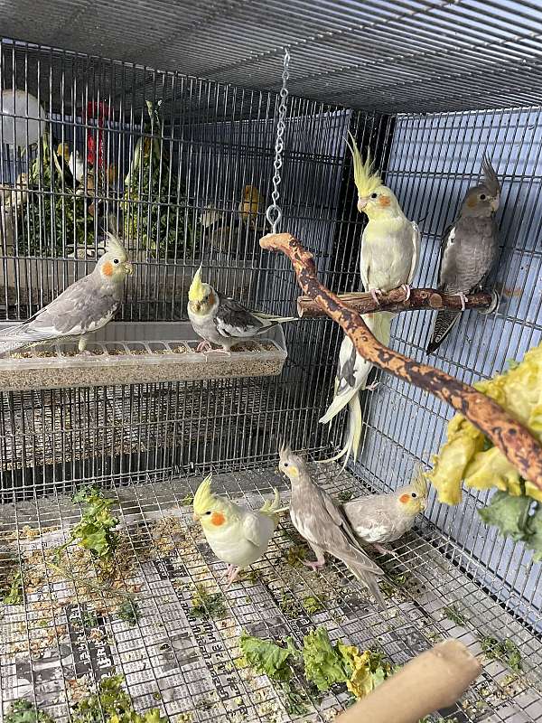 cockatiel-for-sale